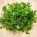 Curled Cress Seeds - 1 Oz - Non-GMO, Heirloom, Sprouting Seeds for Growing Microgreens, Gardening Baby Salad Greens   566877653